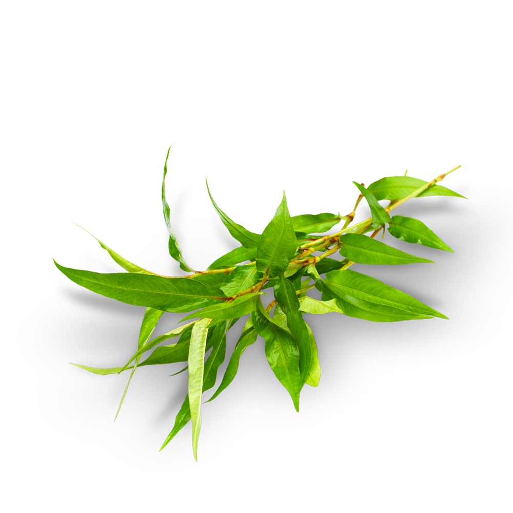 Relieve & Relax Gel Eucalyptus Ingredient